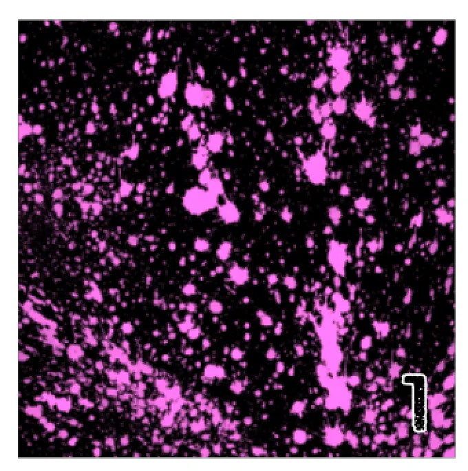 Printed Adhesive Vinyl NEON PAINT SPLATTER on Black Background